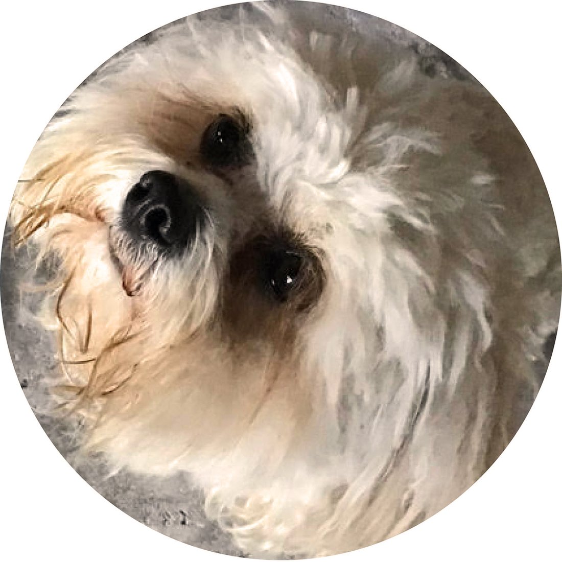 XRays And Dogs What You Should Know